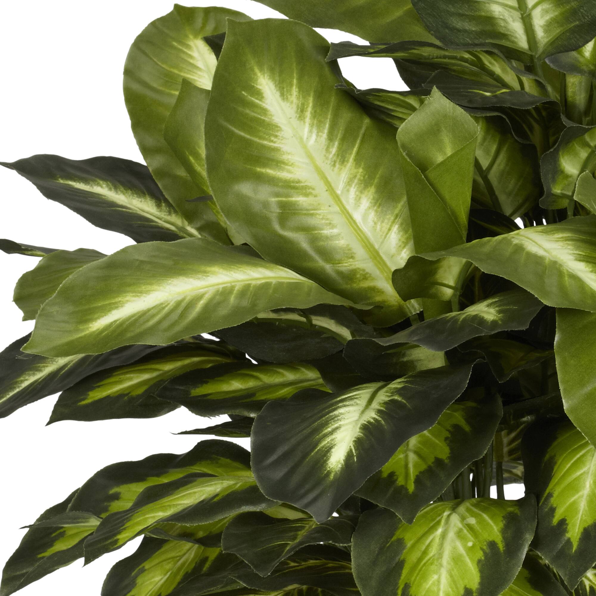 24" Golden Dieffenbachia Plant in Decorative Pot